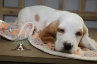 processed/cb8bd5fb-a62b-443f-8d33-b4817364ef2b/listing/cb41a362-8c7a-490f-a88c-42f2880af811/24fb5f49-3b1e-4deb-b470-34bac57a3c16