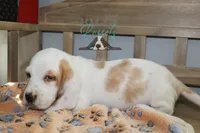 processed/cb8bd5fb-a62b-443f-8d33-b4817364ef2b/listing/cb41a362-8c7a-490f-a88c-42f2880af811/42666a10-dc93-4ddf-966b-b8ff0ee6f5a4