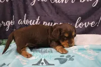 Curious George , a male Miniature Dachshund for sale in Mesa, AZ – 6 of 10