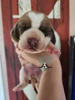 Pua, a female Basset Hound for sale in Mesa, AZ – 5 of 8