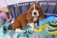 Simea, a female Basset Hound for sale in Mesa, AZ – 6 of 10