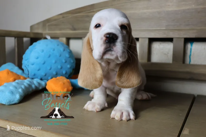 King Sombra – Basset Hound puppy for sale in Show Low, AZ
