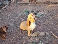 Nala, a female Basset Hound for sale in Mesa, AZ – 5 of 10