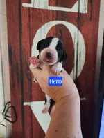 Hero, a male Basset Hound for sale in Show Low, AZ – 2 of 5