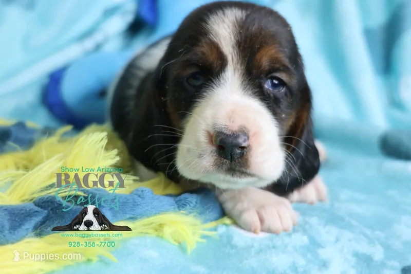 Sina – Basset Hound puppy for sale in Mesa, AZ