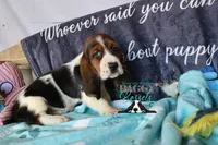 Sina, a female Basset Hound for sale in Mesa, AZ – 9 of 10