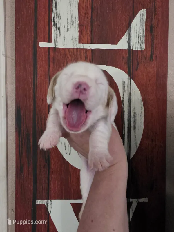 Sejanus lace ear & blue eyes, a male Basset Hound for sale in Show Low, AZ – 1 of 10