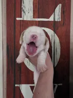 Sejanus lace ear & blue eyes, a male Basset Hound for sale in Show Low, AZ – 1 of 10
