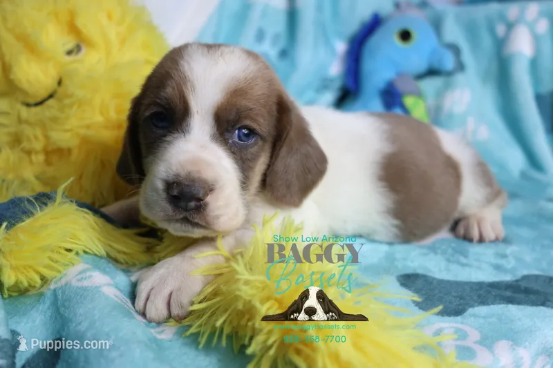 HeiHei – Basset Hound puppy for sale in Mesa, AZ