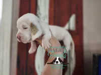 Cadence , a male Basset Hound for sale in Show Low, AZ – 9 of 10