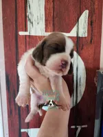 Tahiti, a female Basset Hound for sale in Mesa, AZ – 7 of 8