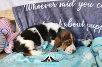 Sina, a female Basset Hound for sale in Mesa, AZ – 5 of 10