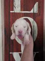 Sejanus lace ear & blue eyes, a male Basset Hound for sale in Show Low, AZ – 4 of 10
