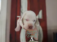 Cadence , a male Basset Hound for sale in Show Low, AZ – 8 of 10