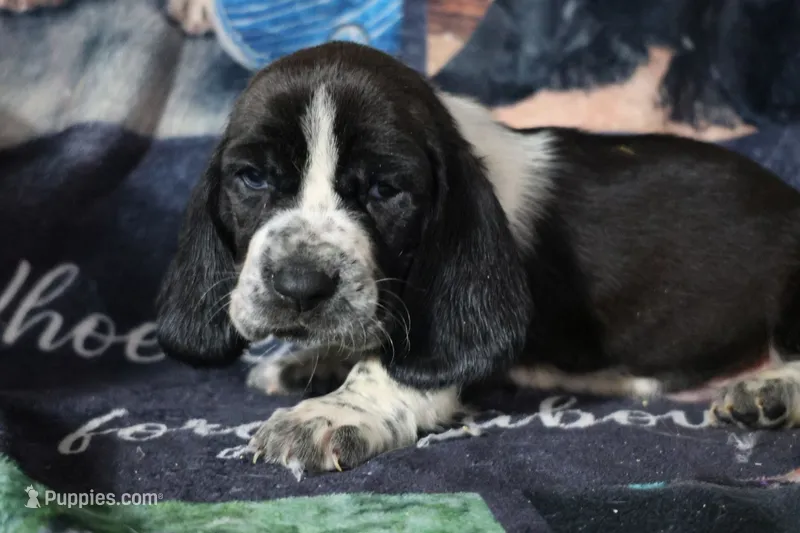 Hero – Basset Hound puppy for sale in Show Low, AZ