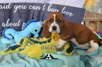 Simea, a female Basset Hound for sale in Mesa, AZ – 4 of 10