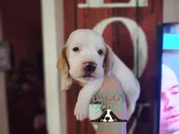 King Sombra, a male Basset Hound for sale in Show Low, AZ – 4 of 10