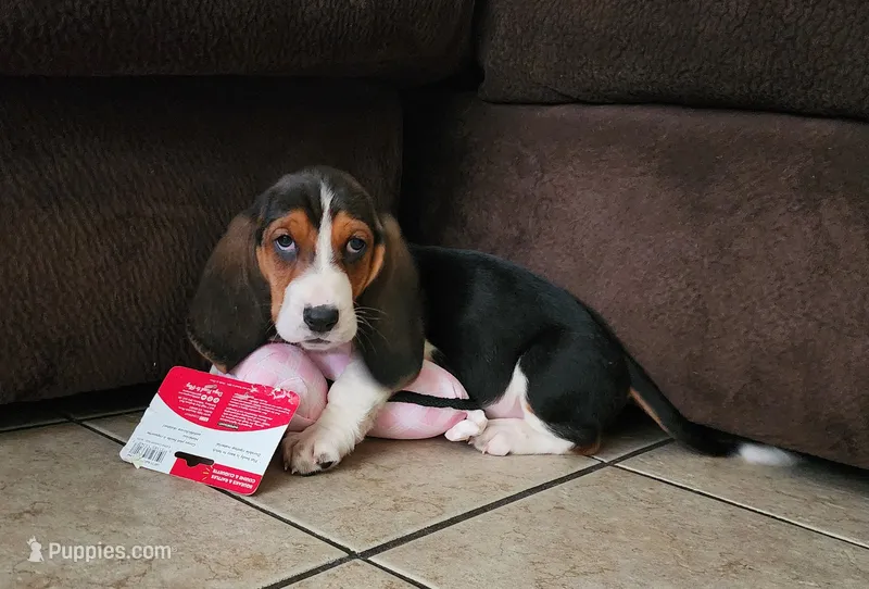 Sally May – Basset Hound puppy for sale in Show Low, AZ
