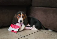 Sally May, a female Basset Hound for sale in Show Low, AZ – 1 of 10