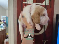 Spike, a male Basset Hound for sale in Show Low, AZ – 9 of 9