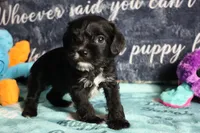 Daisy, a female Miniature Schnauzer and Cavalier King Charles Spaniel for sale in Show Low, AZ – 2 of 10