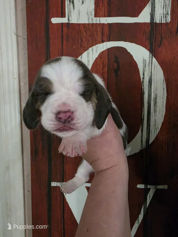 Lucy Gray – Basset Hound puppy for sale in Show Low, AZ