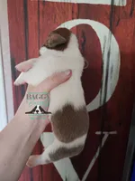 HeiHei, a male Basset Hound for sale in Mesa, AZ – 6 of 10