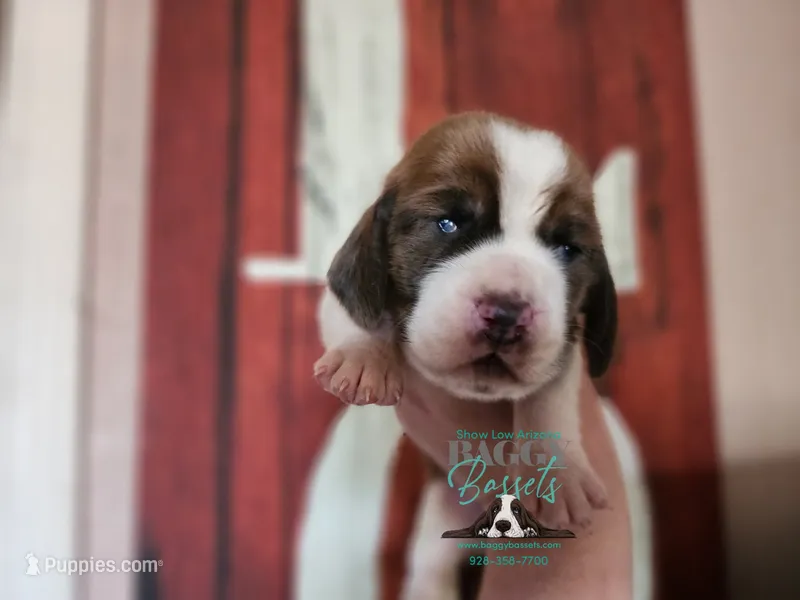 Tahiti – Basset Hound puppy for sale in Mesa, AZ