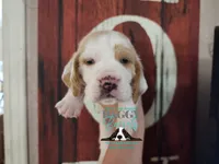 Spike, a male Basset Hound for sale in Show Low, AZ – 1 of 9