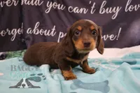 Penny, a female Miniature Dachshund for sale in Mesa, AZ – 5 of 10