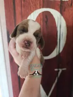 HeiHei, a male Basset Hound for sale in Mesa, AZ – 2 of 10