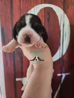 Sina, a female Basset Hound for sale in Mesa, AZ – 7 of 8