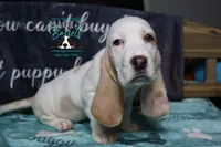 Celestia blue eyes & lace ear, a female Basset Hound for sale in Show Low, AZ – 5 of 10