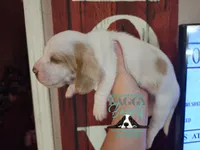 King Sombra, a male Basset Hound for sale in Show Low, AZ – 6 of 10