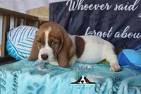 Tahiti, a female Basset Hound for sale in Mesa, AZ – 3 of 10