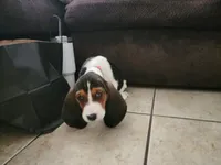 Sally May, a female Basset Hound for sale in Show Low, AZ – 10 of 10