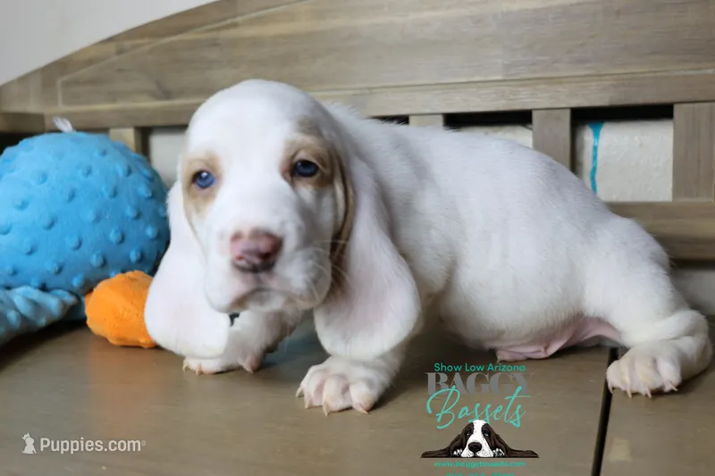 Discord – Basset Hound puppy for sale in Show Low, AZ