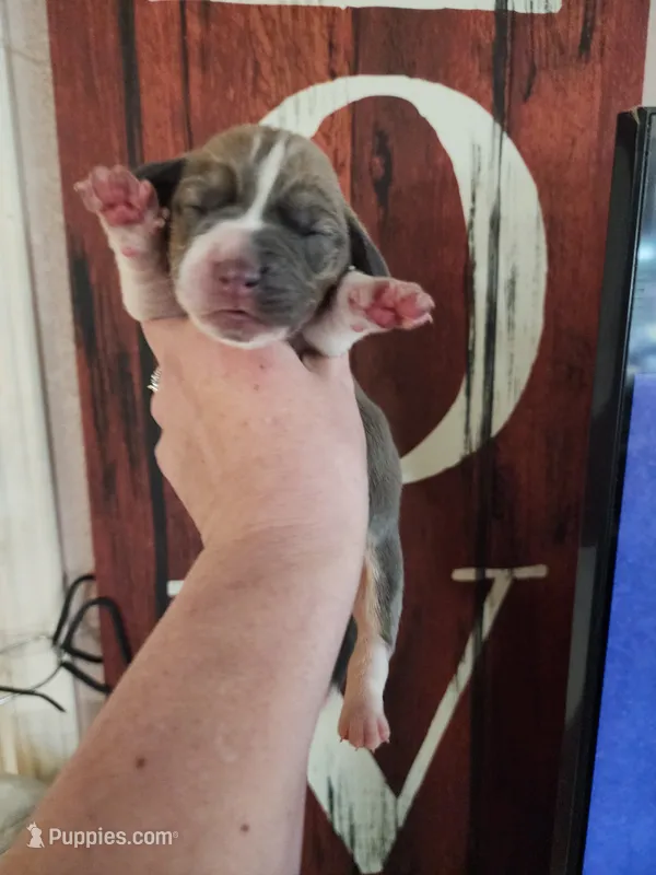 Freedom – Basset Hound puppy for sale in Show Low, AZ