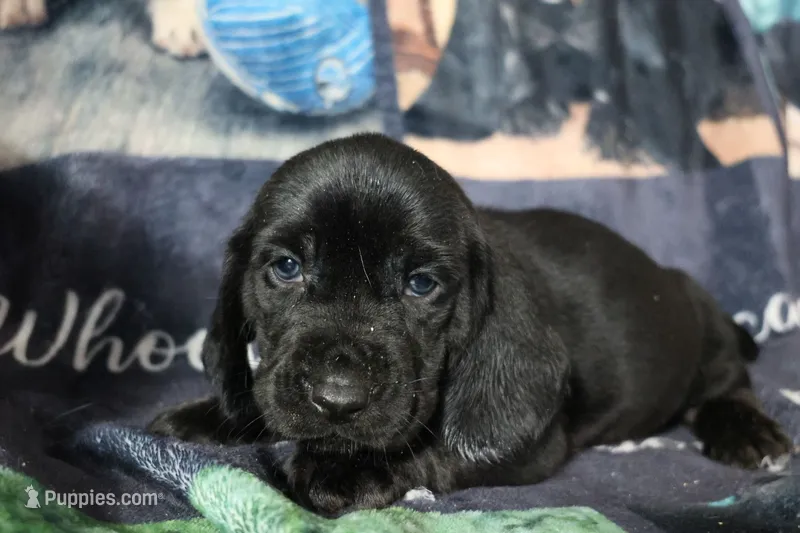Justice – Basset Hound puppy for sale in Show Low, AZ