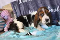 Sina, a female Basset Hound for sale in Mesa, AZ – 7 of 10