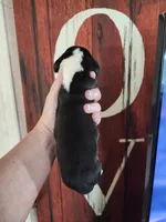 Hero, a male Basset Hound for sale in Show Low, AZ – 4 of 5