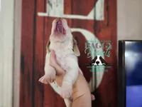 Twilight, a female Basset Hound for sale in Show Low, AZ – 8 of 10