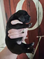 Justice, a male Basset Hound for sale in Show Low, AZ – 5 of 6