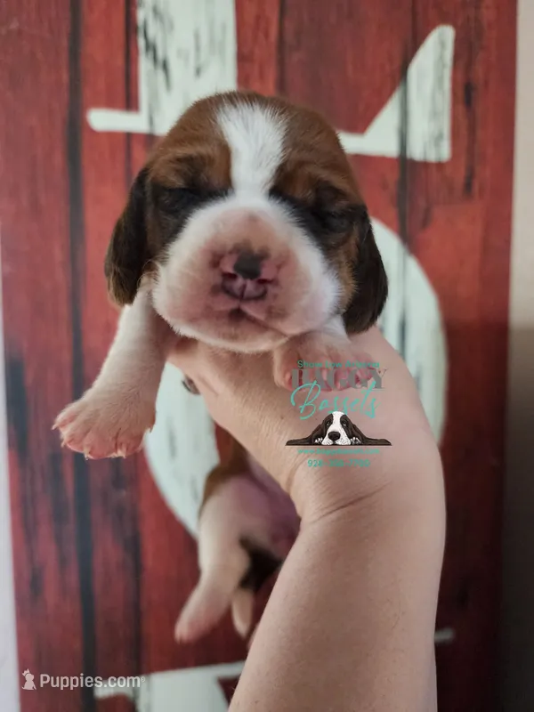 Simea – Basset Hound puppy on hold in Mesa, AZ