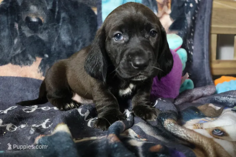 Valor – Basset Hound puppy for sale in Show Low, AZ