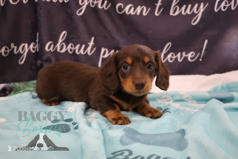 Penny – Miniature Dachshund puppy for sale in Mesa, AZ