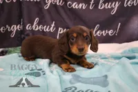 Penny, a female Miniature Dachshund for sale in Mesa, AZ – 1 of 10