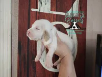 Cadence , a male Basset Hound for sale in Show Low, AZ – 6 of 10