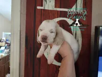 Twilight, a female Basset Hound for sale in Show Low, AZ – 10 of 10
