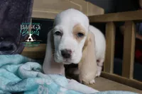 Flurry blue eyes & lace ear, a female Basset Hound for sale in Show Low, AZ – 9 of 10